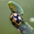 Hieroglyphic Ladybird - Coccinella hieroglyphica | Fotografijos autorius : Kazimieras Martinaitis | © Macronature.eu | Macro photography web site