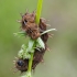 High brown fritillary - Argynnis adippe, caterpillar | Fotografijos autorius : Darius Baužys | © Macronature.eu | Macro photography web site