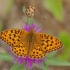 Juodakis perlinukas - Argynnis adippe | Fotografijos autorius : Deividas Makavičius | © Macronature.eu | Macro photography web site