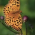 High brown fritillary - Argynnis adippe | Fotografijos autorius : Gintautas Steiblys | © Macronature.eu | Macro photography web site