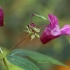 Himalayan balsam - Impatiens glandulifera | Fotografijos autorius : Žilvinas Pūtys | © Macronature.eu | Macro photography web site