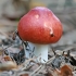 Hintapink - Russula cf. paludosa | Fotografijos autorius : Gintautas Steiblys | © Macronature.eu | Macro photography web site