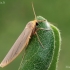 Kerpytė - Eilema caniola | Fotografijos autorius : Gintautas Steiblys | © Macronature.eu | Macro photography web site