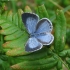 Holly Blue - Celastrina argiolus | Fotografijos autorius : Vytautas Uselis | © Macronature.eu | Macro photography web site