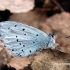 Holly Blue - Celastrina argiolus | Fotografijos autorius : Deividas Makavičius | © Macronature.eu | Macro photography web site