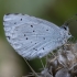 Holly Blue - Celastrina argiolus | Fotografijos autorius : Žilvinas Pūtys | © Macronature.eu | Macro photography web site