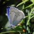 Holly Blue - Celastrina argiolus | Fotografijos autorius : Vidas Brazauskas | © Macronature.eu | Macro photography web site