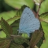 Holly Blue - Celastrina argiolus | Fotografijos autorius : Gintautas Steiblys | © Macronature.eu | Macro photography web site