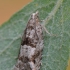 Holly Tortrix - Rhopobota naevana | Fotografijos autorius : Arūnas Eismantas | © Macronature.eu | Macro photography web site