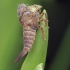 Horned Treehopper - Centrotus cornutus, exuviae | Fotografijos autorius : Gintautas Steiblys | © Macronature.eu | Macro photography web site