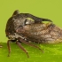 Horned Treehopper - Centrotus cornutus | Fotografijos autorius : Žilvinas Pūtys | © Macronature.eu | Macro photography web site