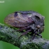 Horned Treehopper - Centrotus cornutus | Fotografijos autorius : Romas Ferenca | © Macronature.eu | Macro photography web site