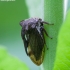 Paprastoji kuprotoji cikada - Centrotus cornutus | Fotografijos autorius : Žilvinas Pūtys | © Macronature.eu | Macro photography web site