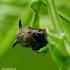 Horned Treehopper - Centrotus cornutus | Fotografijos autorius : Romas Ferenca | © Macronature.eu | Macro photography web site