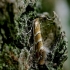 Horse-chestnut leafminer - Cameraria ochridella | Fotografijos autorius : Romas Ferenca | © Macronature.eu | Macro photography web site