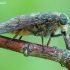 Horsefly - Tabanidae sp. | Fotografijos autorius : Arūnas Eismantas | © Macronature.eu | Macro photography web site