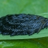 Horsefly - Tabanidae, eggs | Fotografijos autorius : Žilvinas Pūtys | © Macronature.eu | Macro photography web site