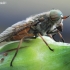 Sparva - Tabanidae | Fotografijos autorius : Arūnas Eismantas | © Macronature.eu | Macro photography web site