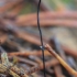 Horsehair fungus - Gymnopus androsaceus | Fotografijos autorius : Gintautas Steiblys | © Macronature.eu | Macro photography web site