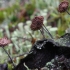 Horsehair fungus - Gymnopus androsaceus | Fotografijos autorius : Vytautas Gluoksnis | © Macronature.eu | Macro photography web site