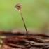 Horsehair fungus - Gymnopus androsaceus | Fotografijos autorius : Žilvinas Pūtys | © Macronature.eu | Macro photography web site