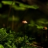 Horsehair fungus - Gymnopus androsaceus | Fotografijos autorius : Irenėjas Urbonavičius | © Macronature.eu | Macro photography web site