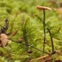 Horsehair fungus - Gymnopus androsaceus | Fotografijos autorius : Vytautas Gluoksnis | © Macronature.eu | Macro photography web site