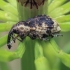 Horsetail weevil - Grypus equiseti | Fotografijos autorius : Gintautas Steiblys | © Macronature.eu | Macro photography web site