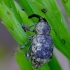 Horsetail weevil - Grypus equiseti | Fotografijos autorius : Romas Ferenca | © Macronature.eu | Macro photography web site