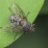 House Fly - Helina evecta | Fotografijos autorius : Gintautas Steiblys | © Macronature.eu | Macro photography web site