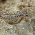 House centipede - Scutigera coleoptrata | Fotografijos autorius : Gintautas Steiblys | © Macronature.eu | Macro photography web site