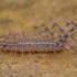 House centipede - Scutigera coleoptrata | Fotografijos autorius : Žilvinas Pūtys | © Macronature.eu | Macro photography web site