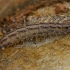 House centipede - Scutigera coleoptrata | Fotografijos autorius : Gintautas Steiblys | © Macronature.eu | Macro photography web site
