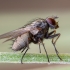House fly - Helina confinis | Fotografijos autorius : Žilvinas Pūtys | © Macronature.eu | Macro photography web site