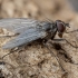 House fly - Phaonia mystica ♂ | Fotografijos autorius : Žilvinas Pūtys | © Macronature.eu | Macro photography web site
