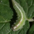 Hover Fly - Syrphidae (larva) | Fotografijos autorius : Vytautas Gluoksnis | © Macrogamta.lt | Šis tinklapis priklauso bendruomenei kuri domisi makro fotografija ir fotografuoja gyvąjį makro pasaulį.