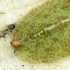 Žiedmusė - Syrphidae (lerva) | Fotografijos autorius : Vidas Brazauskas | © Macronature.eu | Macro photography web site