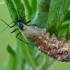 Žiedmusės - Syrphidae lerva su grobiu | Fotografijos autorius : Gintautas Steiblys | © Macronature.eu | Macro photography web site