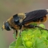 Hoverfly - Merodon velox | Fotografijos autorius : Gintautas Steiblys | © Macronature.eu | Macro photography web site