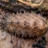 Žiedmusė - Syrphidae, lerva | Fotografijos autorius : Eglė Vičiuvienė | © Macronature.eu | Macro photography web site