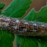 Hover fly - Syrphidae, larva | Fotografijos autorius : Oskaras Venckus | © Macronature.eu | Macro photography web site