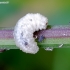 Žiedmusės lerva - Syrphidae | Fotografijos autorius : Romas Ferenca | © Macronature.eu | Macro photography web site