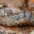 Žiedmusė - Syrphidae, puparijus | Fotografijos autorius : Žilvinas Pūtys | © Macronature.eu | Macro photography web site