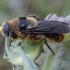 Hoverfly - Merodon velox ♂ | Fotografijos autorius : Žilvinas Pūtys | © Macronature.eu | Macro photography web site