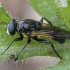 Žiedmusė - Myolepta nigritarsis ♂ | Fotografijos autorius : Žilvinas Pūtys | © Macrogamta.lt | Šis tinklapis priklauso bendruomenei kuri domisi makro fotografija ir fotografuoja gyvąjį makro pasaulį.