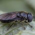Hoverfly - Pipizella sp. ♀ | Fotografijos autorius : Žilvinas Pūtys | © Macronature.eu | Macro photography web site