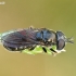 Hoverfly - Pipizella sp. | Fotografijos autorius : Gintautas Steiblys | © Macronature.eu | Macro photography web site