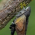 Hummingbird Hawk-moth - Macroglossum stellatarum  | Fotografijos autorius : Eglė Vičiuvienė | © Macronature.eu | Macro photography web site