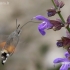 Hummingbird Hawk-moth - Macroglossum stellatarum  | Fotografijos autorius : Nomeda Vėlavičienė | © Macronature.eu | Macro photography web site