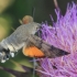 Ilgaliežuvis sfinksas - Macroglossum stellatarum | Fotografijos autorius : Gintautas Steiblys | © Macronature.eu | Macro photography web site